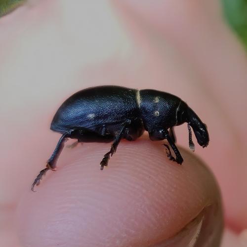 Liparus coronatus